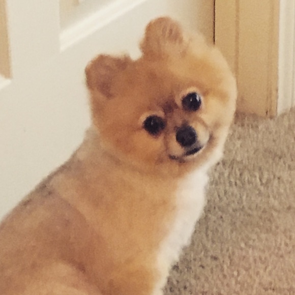 Meet your Posher, Anaïs - Picture 1 of 1